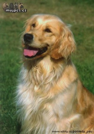zlaty_retrivr05.jpg