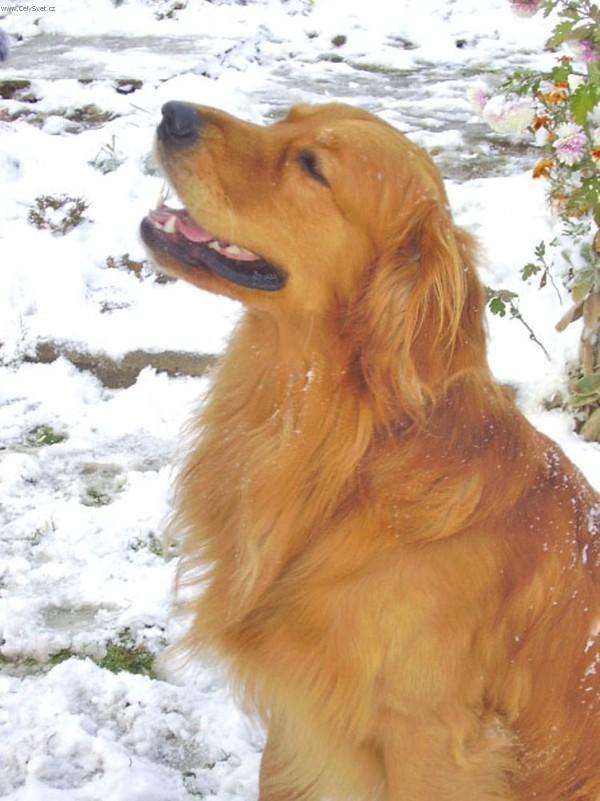 zlaty-retrivr_10.jpg